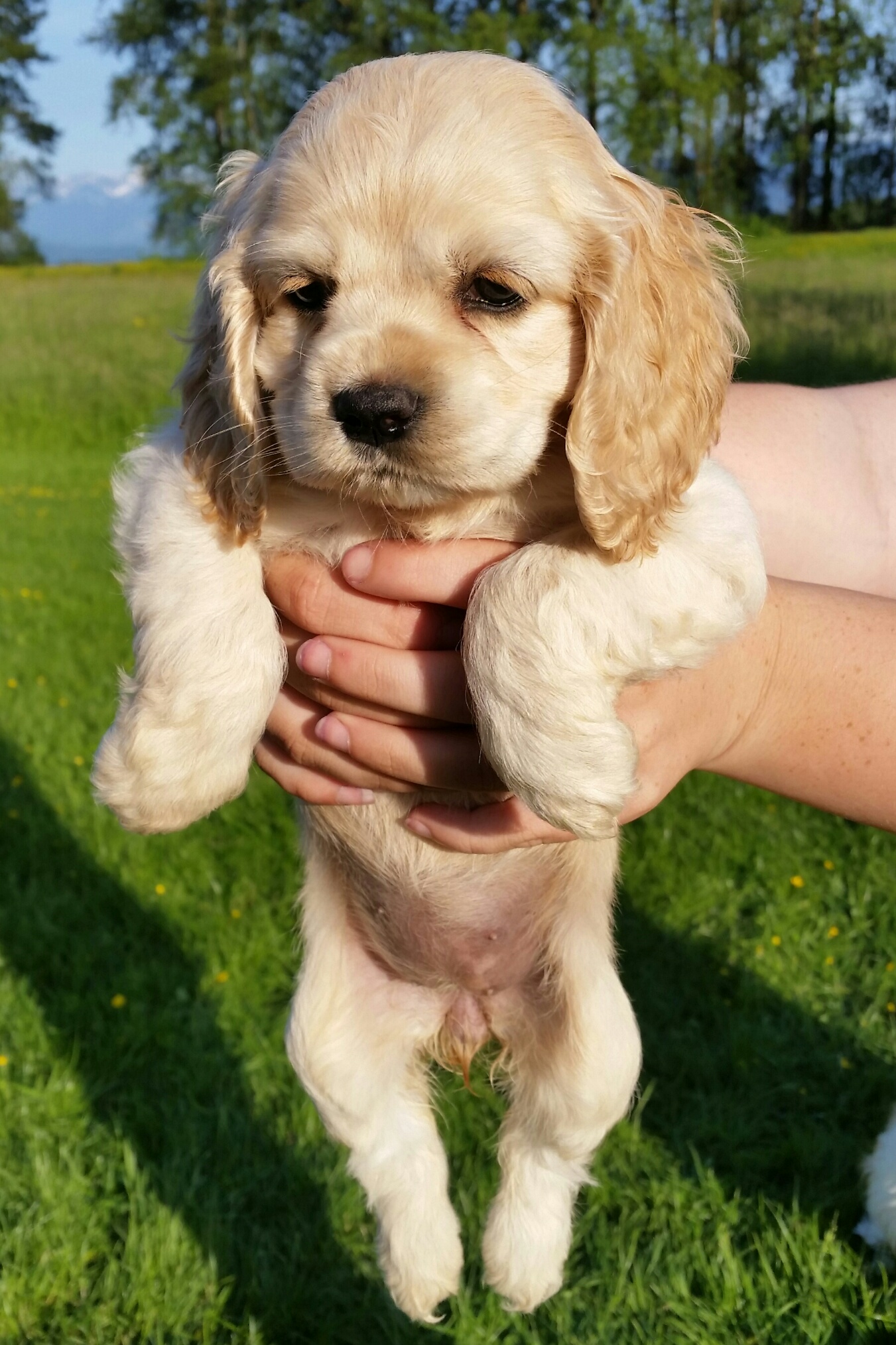 New Born Cocker Spaniel Puppy Picture