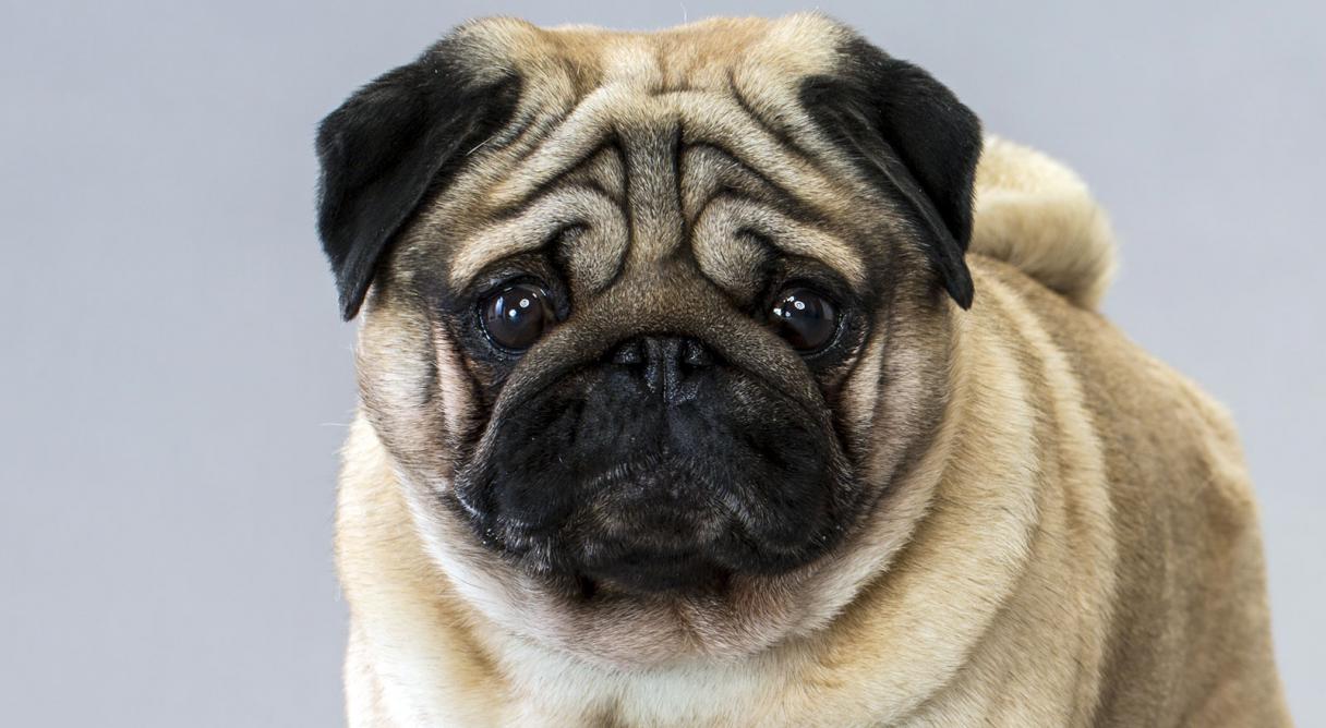 Pug Dog Breed Picture