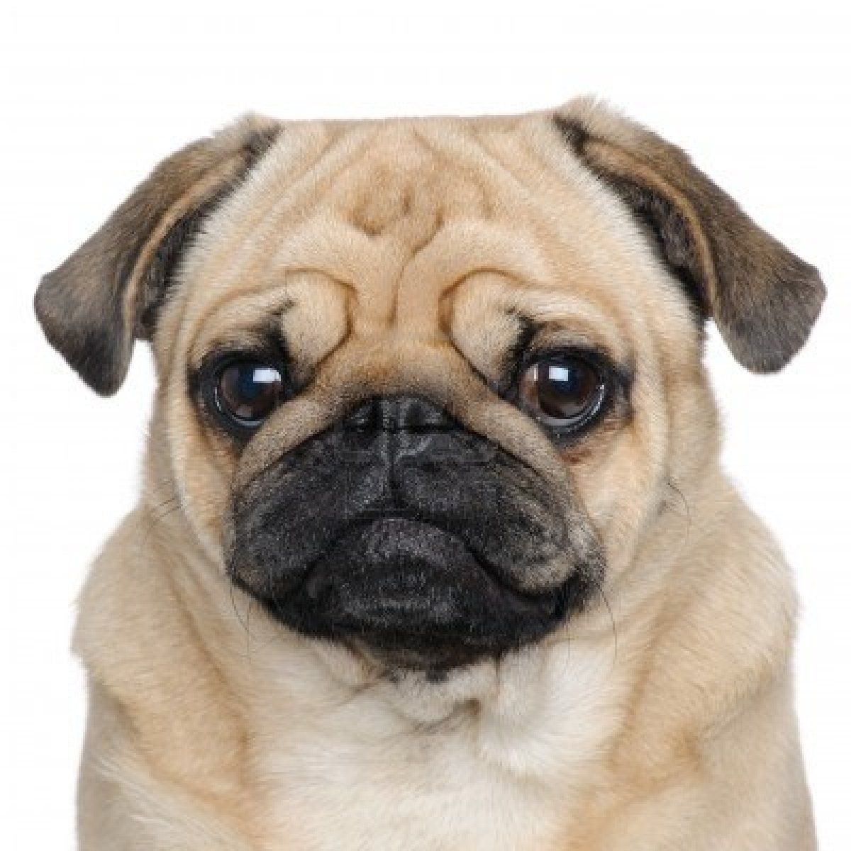 Pug Dog Face Image