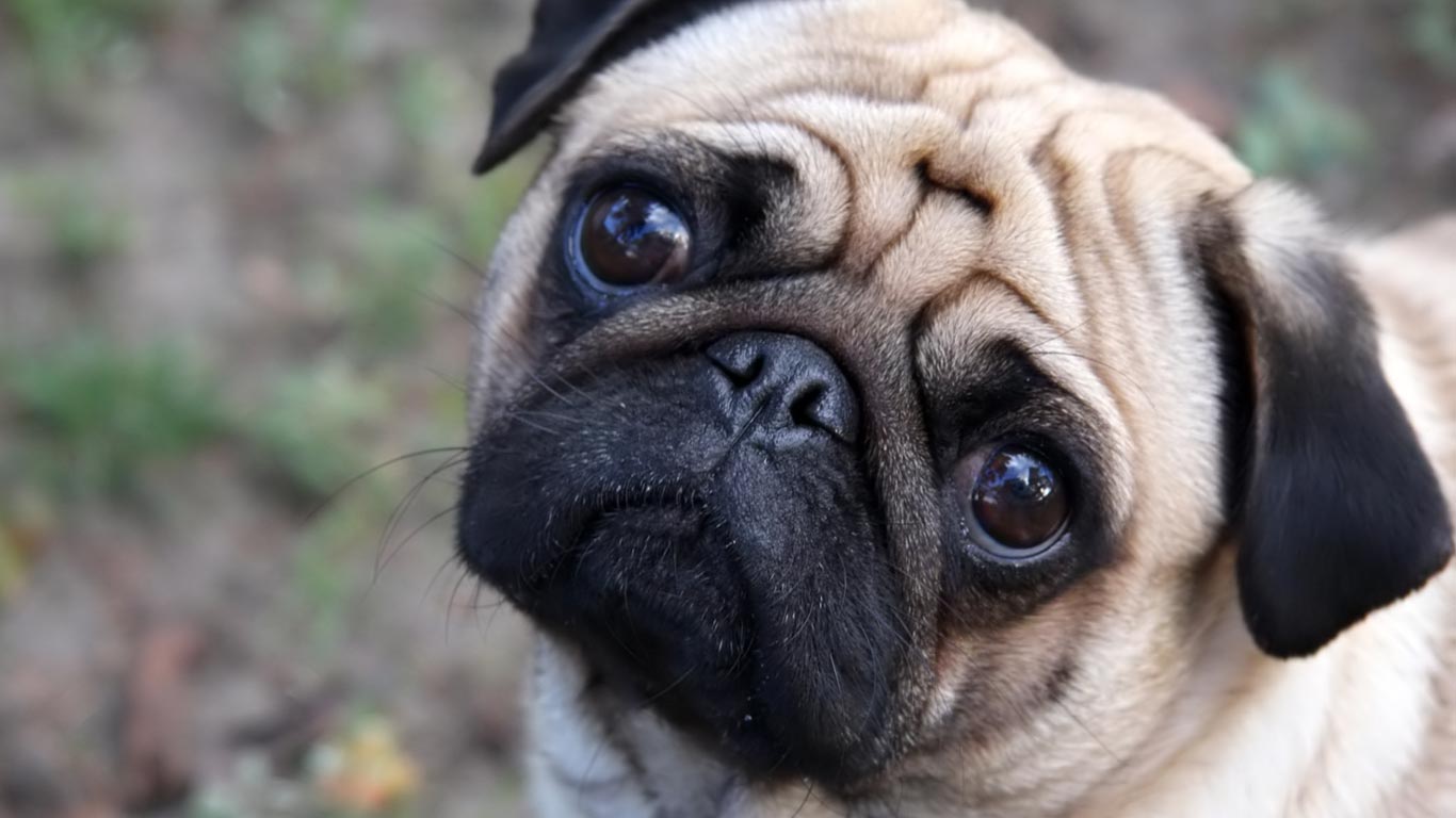 Pug Dog Face Photo