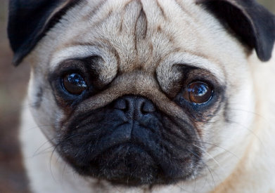 Pug Dog Face Picture