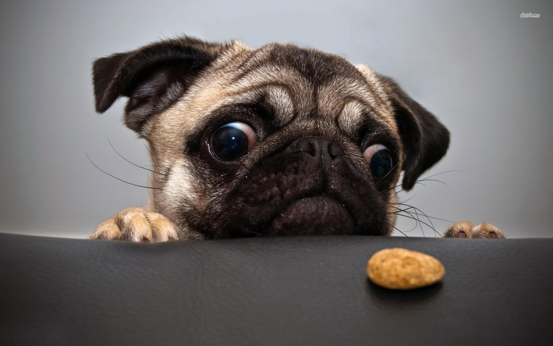 Pug Dog Looking For Food Picture