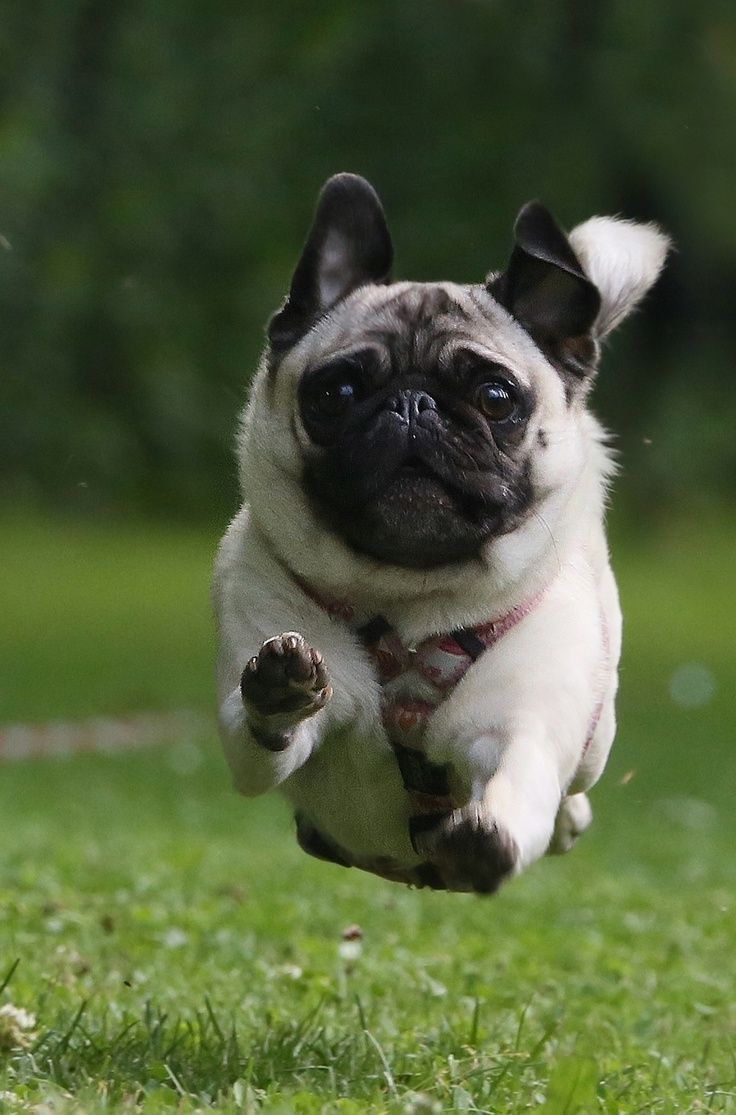 Pug Dog Running Picture