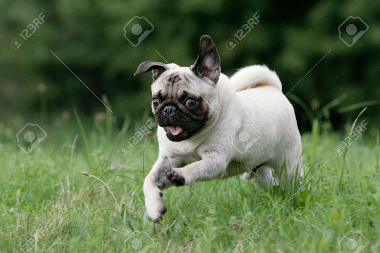 Pug Dog Running