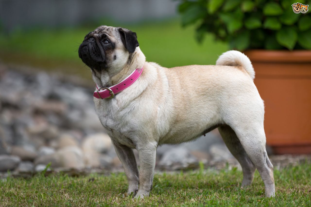 Pug Dog Standing In Lawn