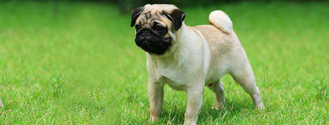 Pug Dog Standing On Grass