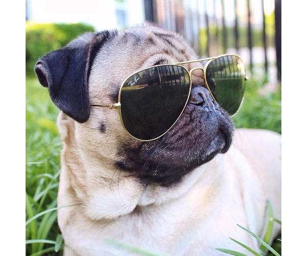 Pug Dog Wearing Rayban Sunglasses
