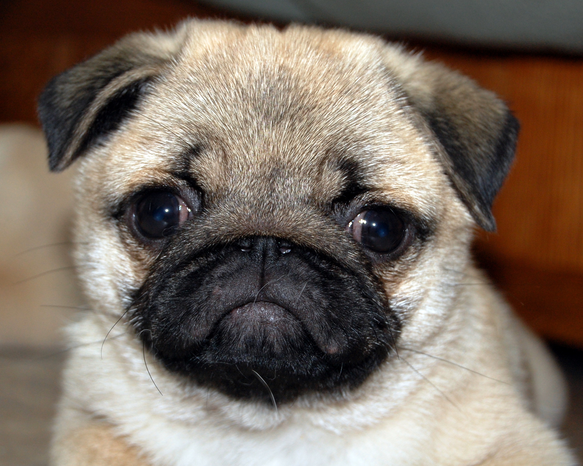 Pug Puppy Face Close Up Picture