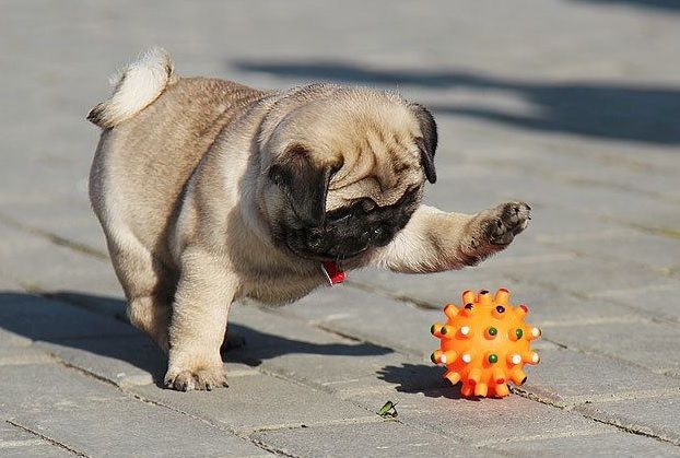 Pug Puppy Playing With Ball