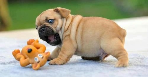 Pug Puppy Playing With Toys
