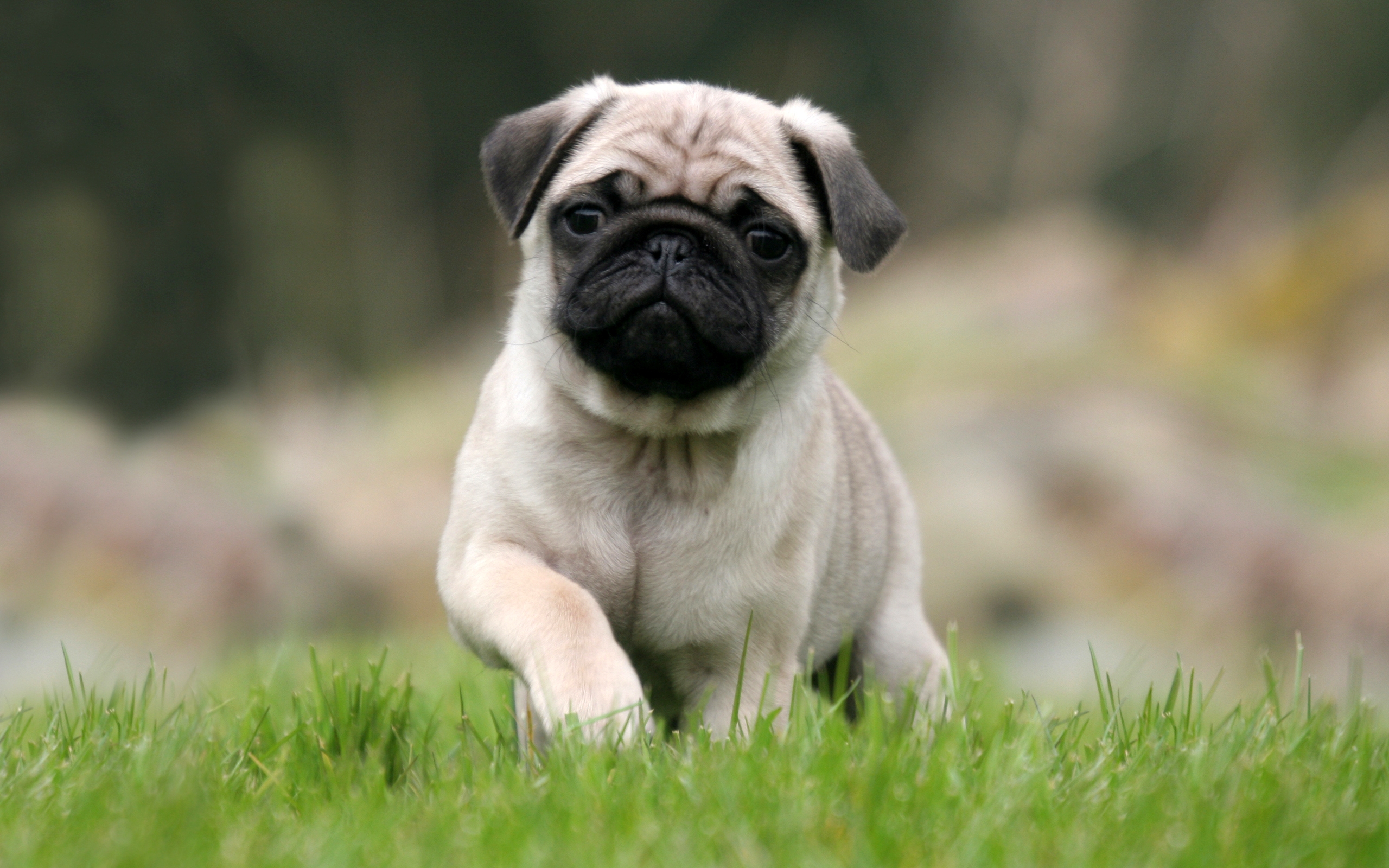 Pug Puppy Running On Grass