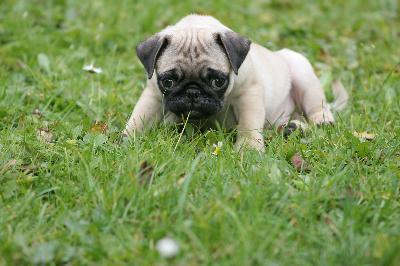 Pug Puppy Sitting On Grass