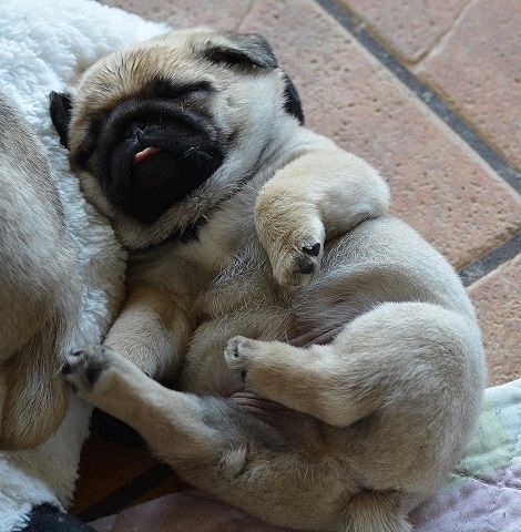 Pug Puppy Sleeping Picture