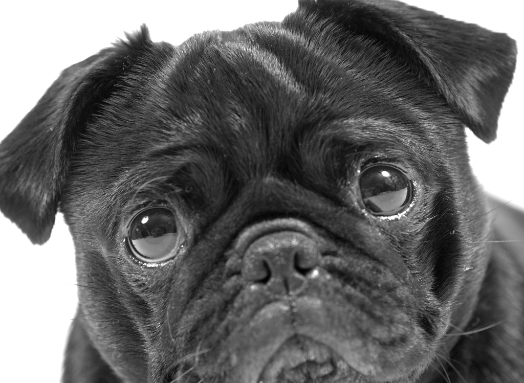Sad Black Pug Face