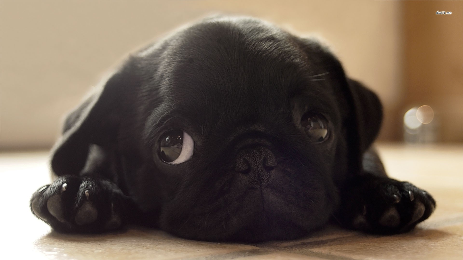 Sad Cute Black Pug Dog