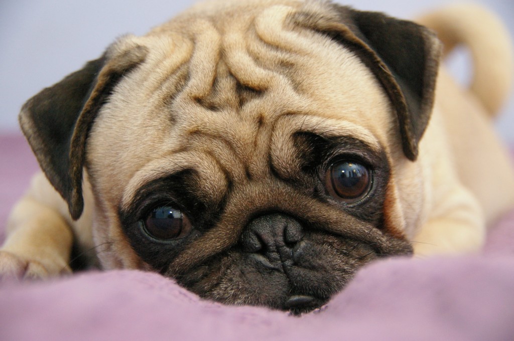 Sad Pug Dog Picture