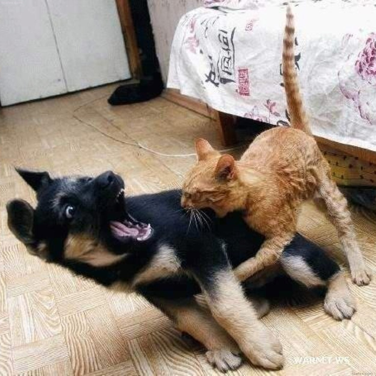 Scared Dog Attack On Cat Funny Picture