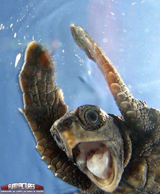 Scared Turtle Funny Picture