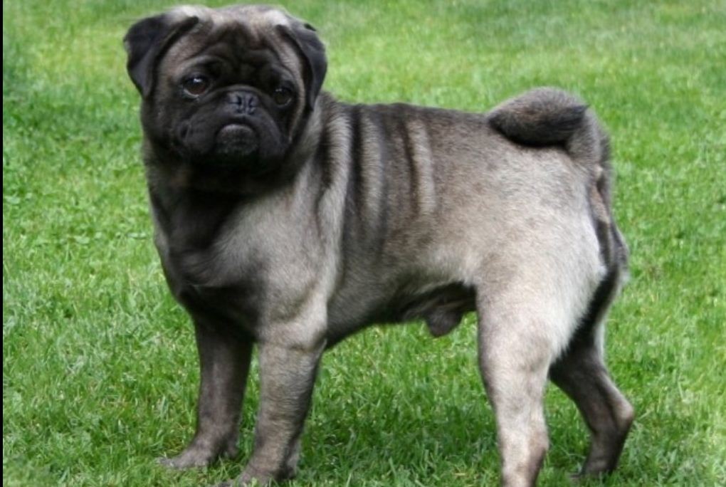 Silver Pug Dog Picture