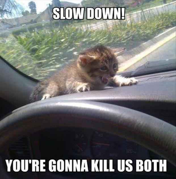 Slow Down You Are Gonna Kill Us Both Funny Scared Caption