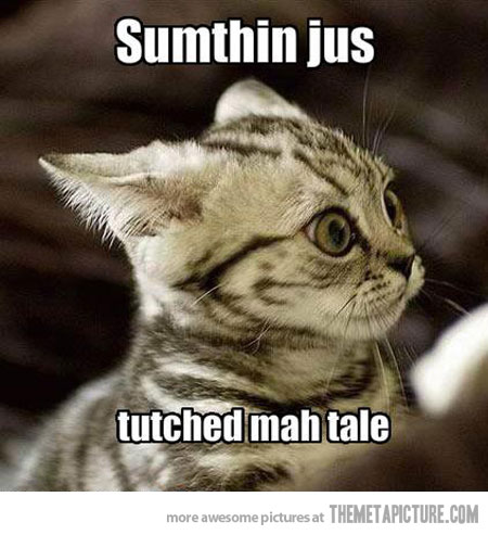Sumthing Jus Tuched Mah Tale Funny Scared Cat Meme