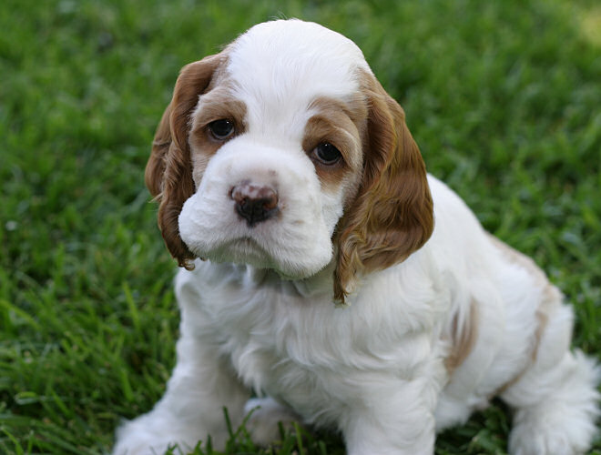 44 Very Cute Cocker Spaniel Puppy Pictures.