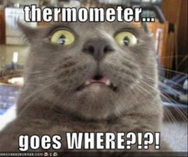 Thermometer Goes Where Funny Animal Scared Meme