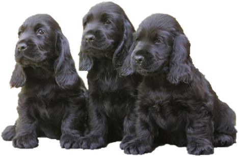 Three Cute Black Cocker Spaniel Puppies