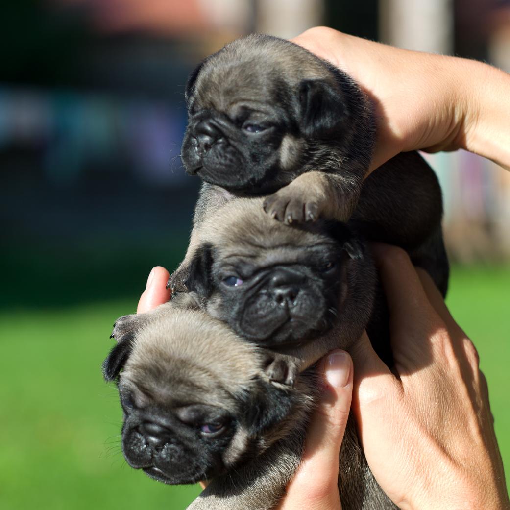 Three Cute Pug Puppies