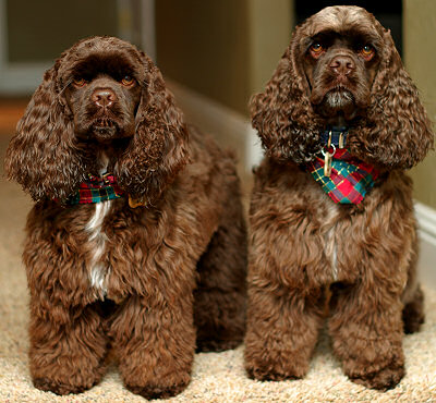 Two Chocolate Cocker Spaniel Puppies