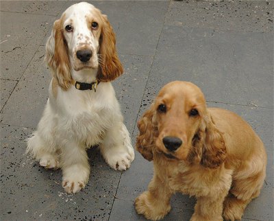 Two Cocker Spaniel Dogs Picture