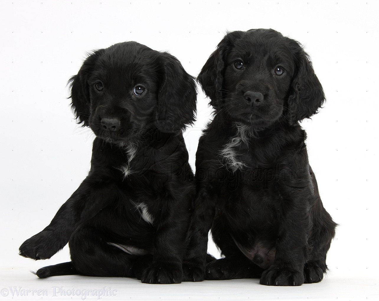 Two Cute Black Cocker Spaniel Puppies