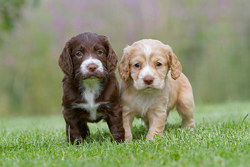 Two Cute Cocker Spaniel Puppies