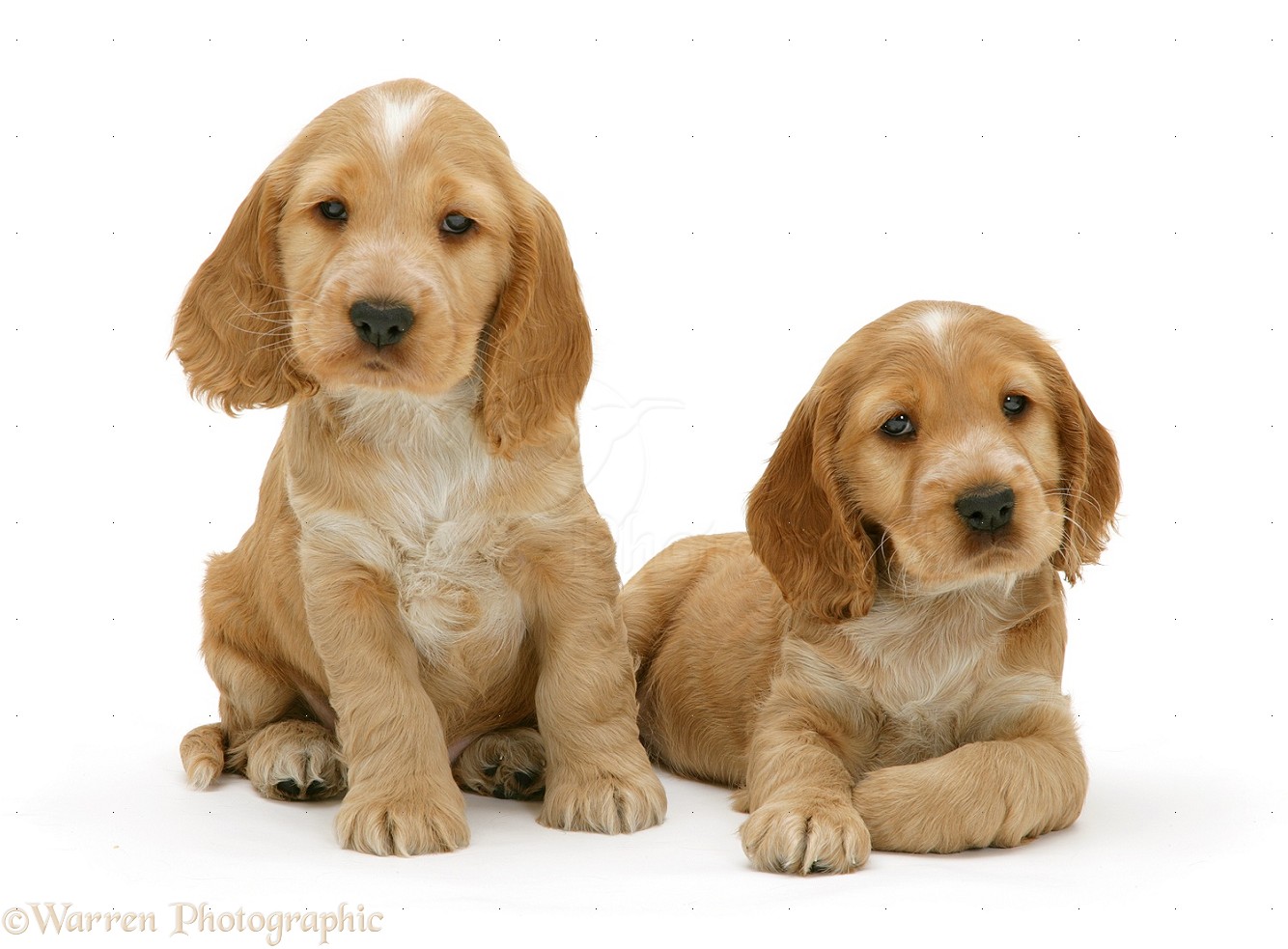 Two Cute Golden Cocker Spaniel Puppies