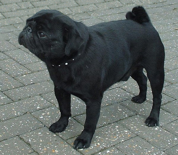 Very Beautiful Black Pug Dog