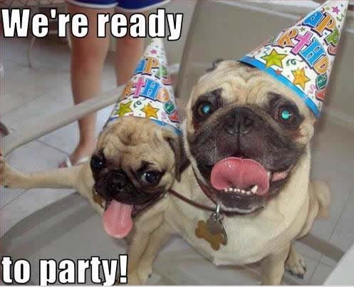 We Are Ready To Party Funny Dogs Celebration Image