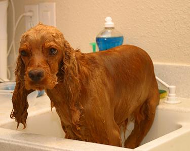 Wet Cocker Spaniel Dog Picture