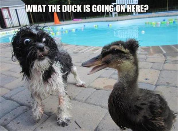 What The Duck Is Going On Here Funny Scared Meme