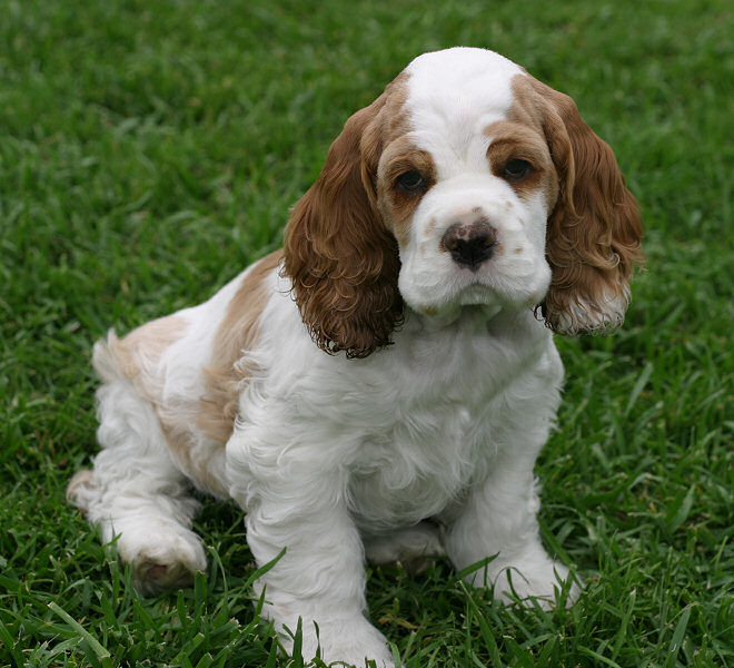 White And Tan Cocker Spaniel Dog Picture