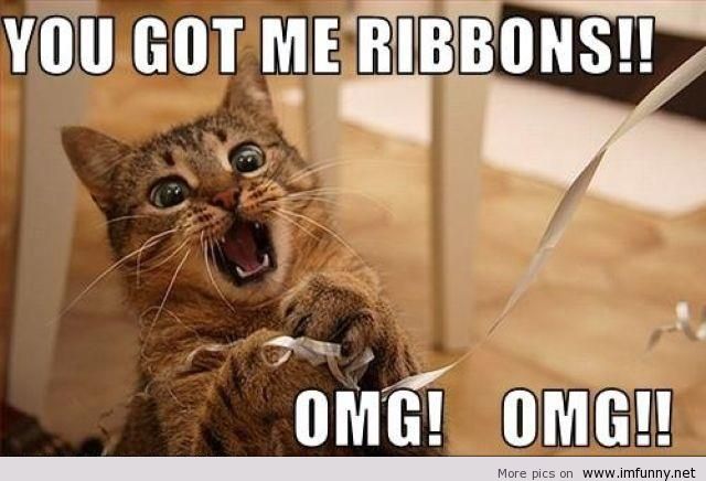 You Got Me Ribbons Funny Cat Scared Meme