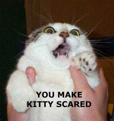 You Make Kitty Scared Funny Image