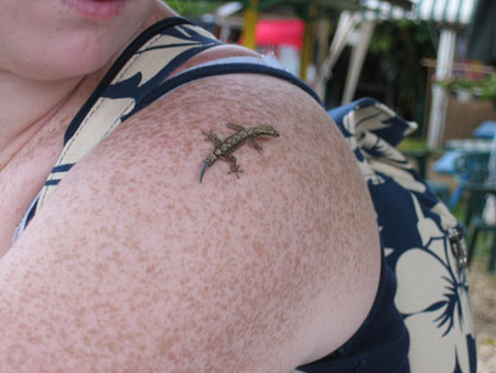 3D Little Gecko Tattoo On Left Shoulder