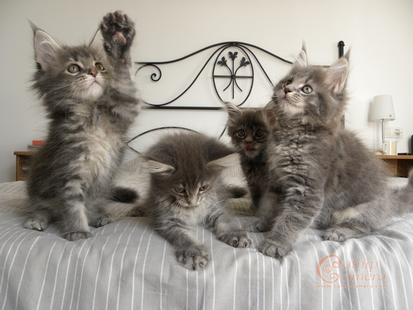 4 Maine Coon Kittens