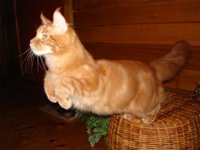 4 Months Old Jumping Orange Maine Coon Cat