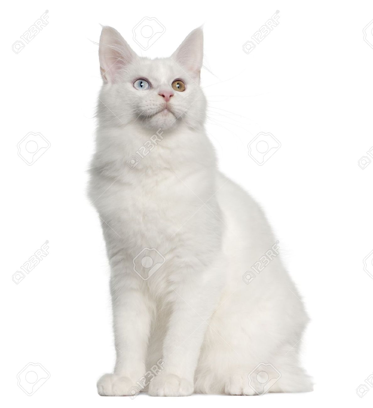5 Months Old White Maine Coon Cat