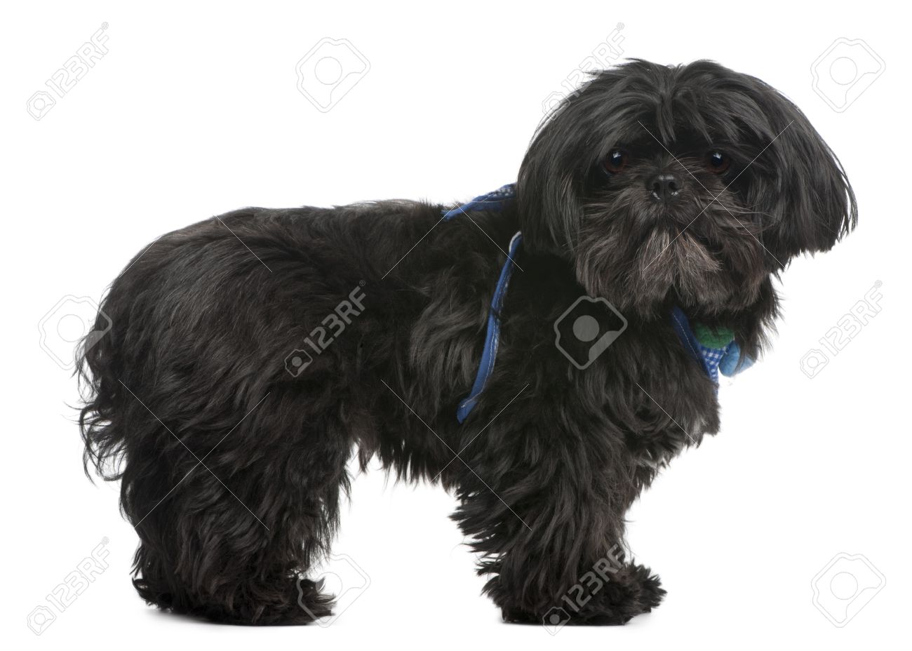 5 Year Old Black Shih Tzu Dog