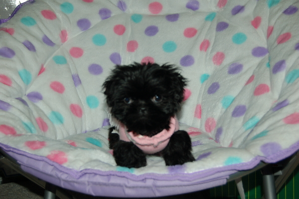 6 Months Old Black Shih Tzu Puppy
