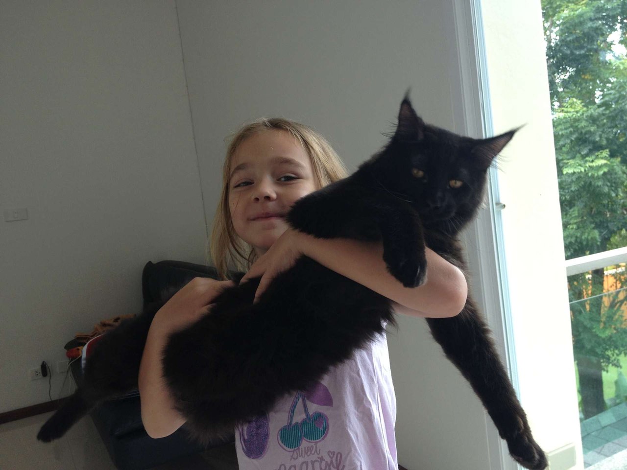 7 Months Old Black Maine Coon Cat With Girl