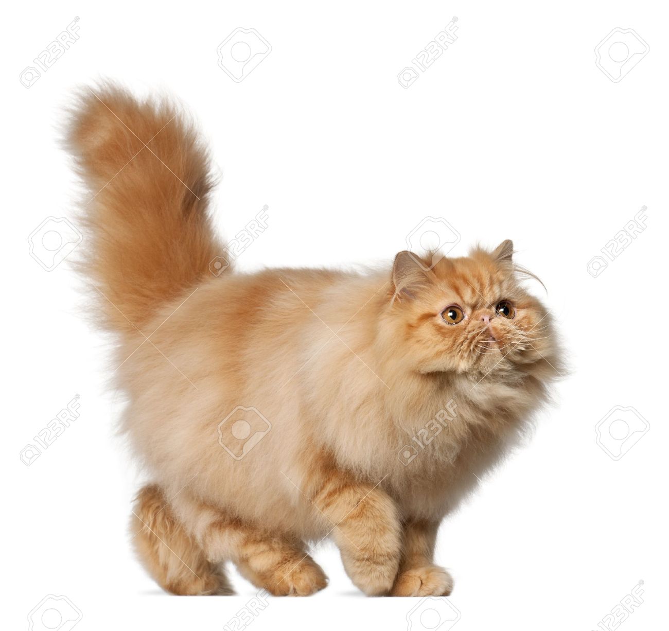 7 Months Old Persian Cat