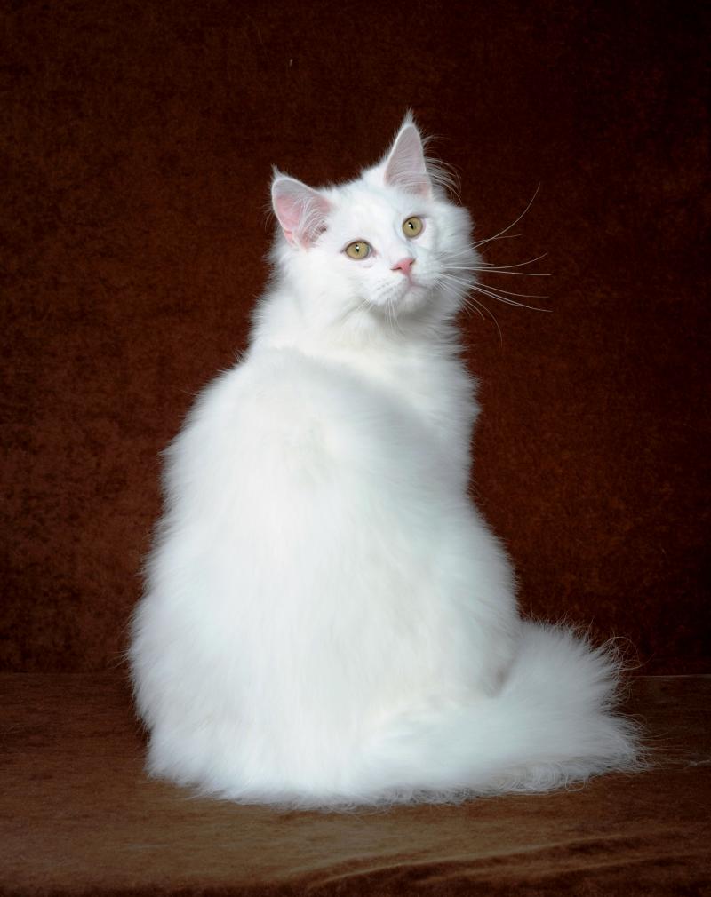 7 Months Old White Maine Coon Cat
